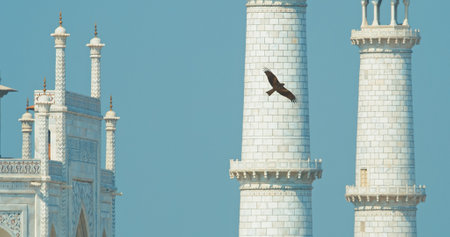 Agra, Uttar Pradesh, India. Kites Flying In Motion Above Taj Mahal, Close Up Details. Clear Blue Sky. Kite Hovers In Air. Fabulous Taj Mahal Travel Concept. Indian Islamic Heritage At Sunny Dayの写真素材