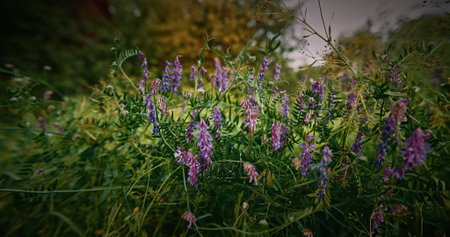 Vicia cracca - tufted vetch, cow vetch, bird vetch, blue vetch, boreal vetch, is a species of flowering plant in the pea and bean family Fabaceae. It is native to Europe and Asia. It occurs on other continents as an introduced species, including North America, where it is a common weed. It often occurs in disturbed habitats, including old fields and roadside ditchesの写真素材