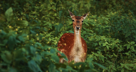 Alert Deer Gazing Intently Through Lush Greenery