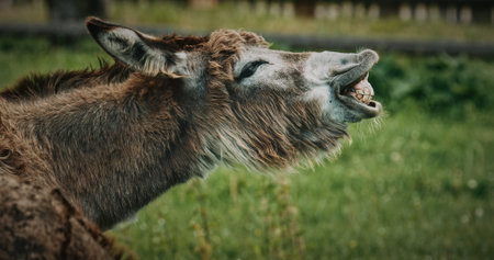 Playful Donkey with Unique Facial Expression Enjoying Nature