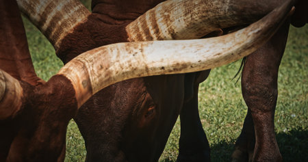 Close-Up of Cows Horns and Grazing in Sunny Fieldの写真素材