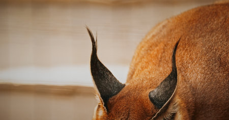 Rear view of caracals ear, focusing on elegant shapeの写真素材