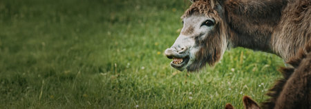 Curious Donkey Stands in the Green Meadowの写真素材