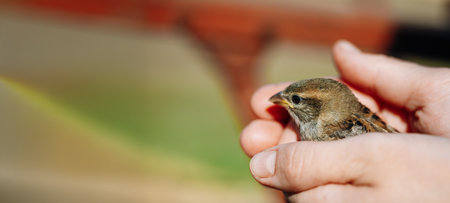 Young Bird House Sparrow Chick In Female Hands.の写真素材