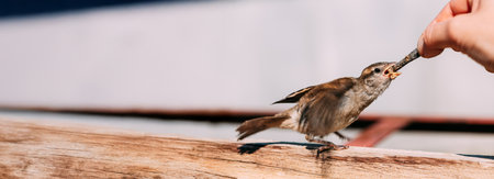 Bird House Sparrow Yellow-Beaked Passer Domesticusの写真素材