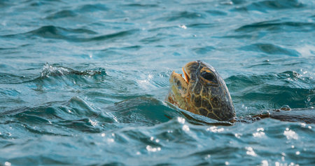 Close-Up of a Sea Turtle Swimming Gracefully in Clear Waterの写真素材