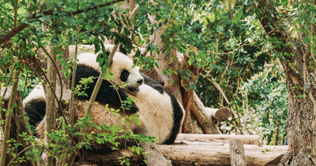 Giant Pandas Play. Bear Or Simply, Is Bear Species Endemic To China. Panda Diplomacy. National Symbol Of China, Personifying Sincerity, Friendliness, Tolerance. Vulnerable Species. Discover Chinaの写真素材