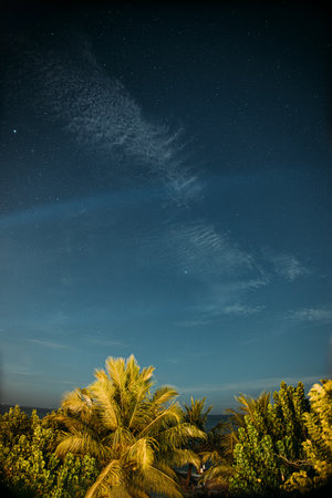 Starry Night Sky Over Lush Tropical Palm Treesの写真素材