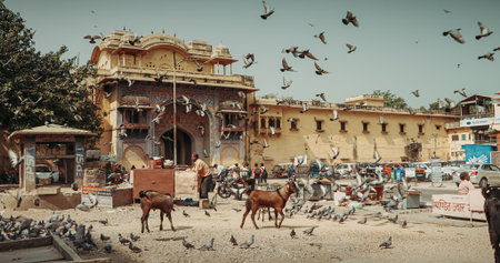 Jaipur, Rajasthan, India. Goats And Pigeons Feed On Streets Of Jaipur Near Fortress Gates. Every Day Life Of India. Many Pigeons Fly In . Street Vendors Sells Bird Foodの写真素材