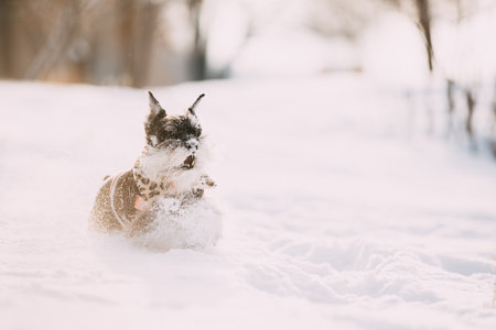Miniature Schnauzer Dog Or Zwergschnauzer Sitting In Outfit Playing Fast Running In Snow At Winter Dayの写真素材
