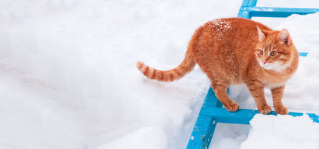 Red Cat Walking In The Snowの写真素材