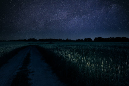 Dirty Rural Road In Countryside. Green Barley Field In Early Summer. Agricultural background. Night starry sky.の写真素材