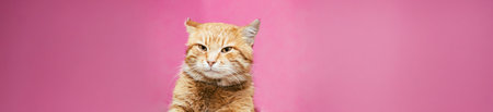 Red Cat Male Kitten On Yellow Backgroundの写真素材