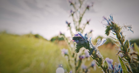 Focused View of Wildflower with Cyrtothyrea Insect Visitorの写真素材