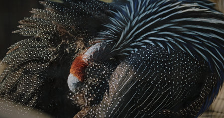 The vulturine guinea fowl - Acryllium vulturinum - is the largest extant species of guinea fowl. Close up of colorful feathersの写真素材