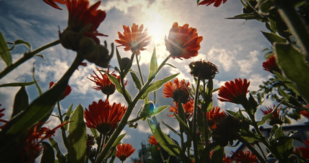 Sunlit Orange Flowers Reaching for the Skyの写真素材