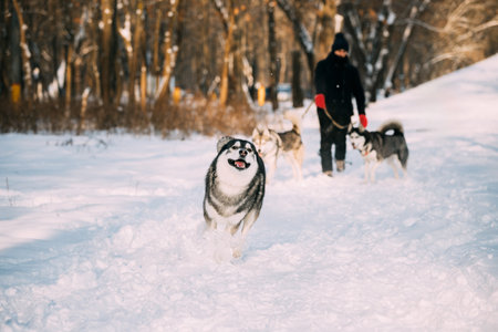 Funny Happy Siberian Husky Dog Running Outdoor In Snowy Park At Sunny Winter Day. Smiling Dog. Active Dogs Play In Snow. Playful Pet Outdoors At Winter Seasonの写真素材