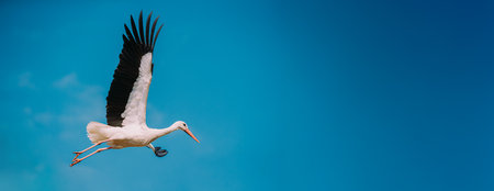 European White Stork Flies In Blue Skyの写真素材