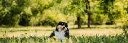 Tricolor Rough Collie Puppy, Funny Scottish Collie, Long-Haired Collie, English Collie, Lassie Dog In Green Grassの写真素材