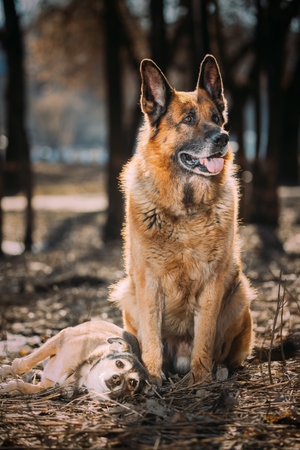 Alsatian Wolf Dog Or Black German Shepherd Dog Sit On Dry Grass In Autumn Forest. Playful Pet Outdoors. Happy Pets Concept. Close-Up Viewの写真素材