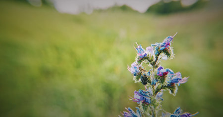 Vibrant Blue and Green Wildflower in a Natural Setting