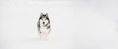 Alaskan Malamute Playing Outdoor In Snow, Winter Season. Playful Pets Outdoorsの写真素材