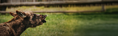 Donkey Making Unique Face in Green Pasture Atmosphereの写真素材