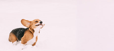 Beautiful Tricolor Puppy Of English Beagle Playing Fast Running In Snow At Winter Dayの写真素材