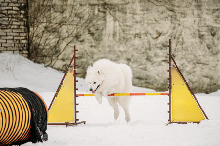 Funny Young Giant Schnauzer Dog Training Outside At Winter Season. Dog Jumping Through barrier In Snow During Agility Dog Training At Winter Season.の写真素材