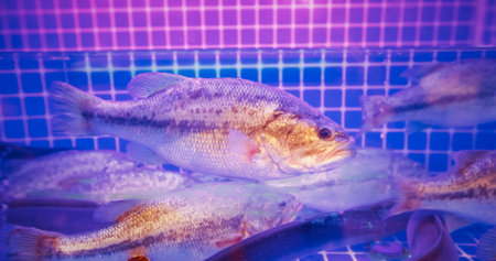 group of fish swim fluidly in an aquarium illuminated by purple light in Chinese cafeの写真素材