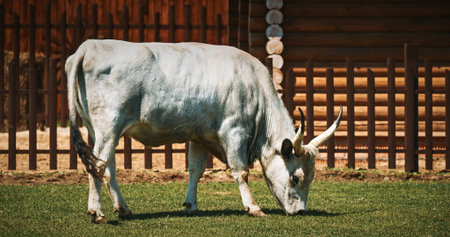 Hungarian Grey Steppe - Magyar Szurke. Podolic cattle characterised by long lyre-shaped horns and a pale grey coat. Hungarian Grey cow in livestock farmの写真素材