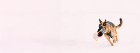 German Shepherd Dog Holding Training Sleeve In Jaws And Running On Snow. Winter Training Of Purebred Adult Alsatian Wolf Dog. Dog Is Dressed In A Training Suit Wearの写真素材