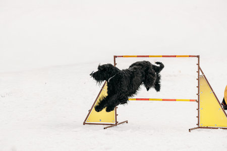 Funny Young Black Giant Schnauzer Or Riesenschnauzer Dog Training Outside At Winter Season. Dog Jumping Through barrier In Snow During Agility Dog Training At Winter Season.の写真素材