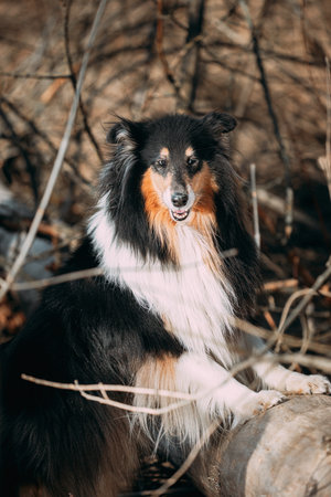 Funny Young Shetland Sheepdog Sheltie English Collie In Autumn Forest. Happy Pets Concept. Shetland Sheepdog, Sheltie, Collie. Dry Yellow Fallen Foliage Backgroundの写真素材