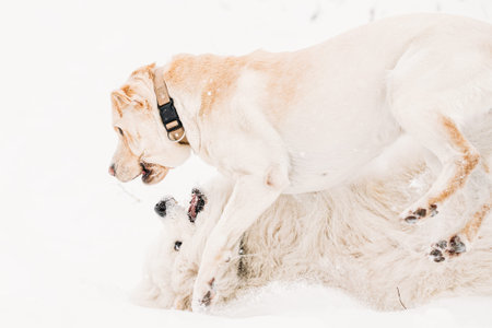 Funny Young White Samoyed Dog Or Bjelkier, Smiley, Sammy Playing Together Outdoor In Snow Snowdrift,...