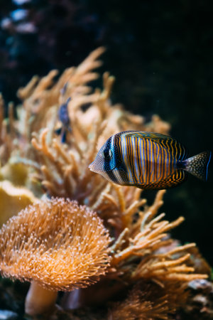 Colorful sea fish in aquarium. The royal angelfish - Pygoplites diacanthus, regal angelfish, is a species of marine ray-finned fish, a marine angelfish belonging to the family Pomacanthidae, and the monotypic genus Pygoplites. Indo-Pacific oceanの写真素材