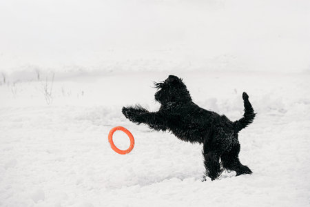 Black Giant Schnauzer Or Riesenschnauzer Dog Playing With Ring Outdoor In Snow, Winter Season. Playful Pet Outdoors.の写真素材