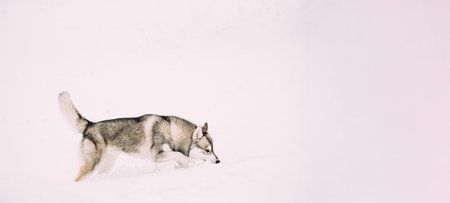 Young Husky Dog Sniffing Outdoor In Snow, Snowdrift. Pet Play In Winter Dayの写真素材