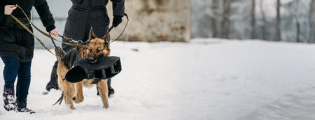 Training Of German Shepherd Dog. Alsatian Wolf Dog. Winter Snowy Day.の写真素材