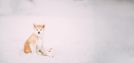 Beautiful Puppy Of Akita Dog Or Akita Inu, Japanese Akita Funny Sitting In Snow Snowdrift At Winter Day. The Akita Is A Large Breed Of Dog Originating From The Mountainous Northern Regions Of Japanの写真素材