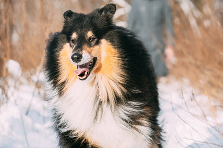 Shetland Sheepdog, Sheltie, Curious Collie Dog Running At Snow Winter Forest. Playful Pet Outdoors Winter Season. Pet Friendship Conceptの写真素材