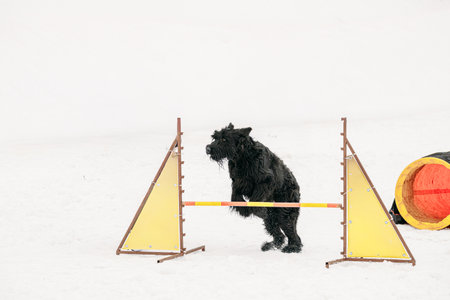 Funny Young Black Giant Schnauzer Or Riesenschnauzer Dog Training Outside At Winter Season. Dog Jumping Through barrier In Snow During Agility Dog Training At Winter Season.の写真素材