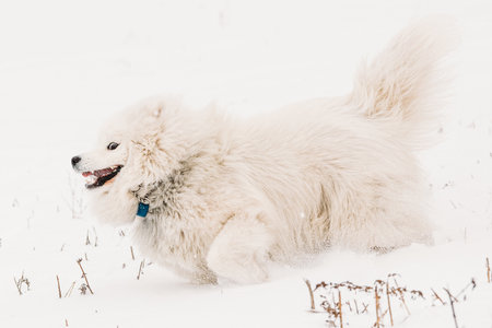Young White Samoyed Dog Playing Running Outdoor In Snow, Winter Season. Playful Pet Outdoors.の写真素材