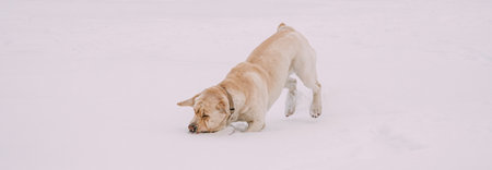 Labrador Dog Play Run Outdoor In Snow, Winter Seasonの写真素材