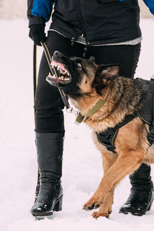 Training Of Purebred German Shepherd Adult Dog Or Alsatian Wolf Dog.の写真素材