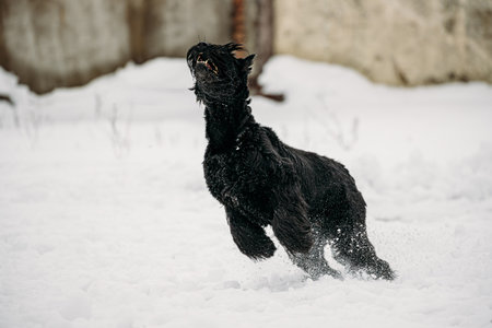 Funny Young Black Giant Schnauzer Or Riesenschnauzer Dog Fast Running Outdoor In Snow, Winter Seasonの写真素材