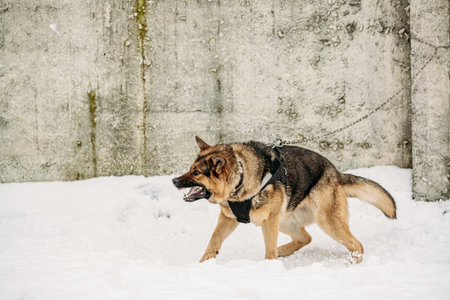 Training Of Purebred German Shepherd Dog In Special Outfit. Alsatian Wolf Dog During Exercise. Winter Snowy Dayの写真素材