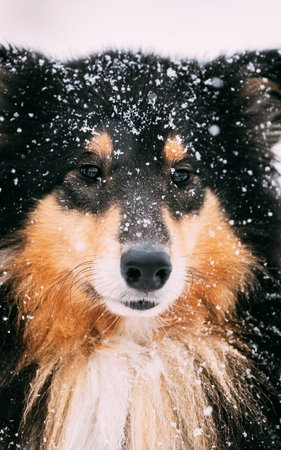 Close View Of Shetland Sheepdog, Sheltie, Collie In Snowy Winter Dayの写真素材