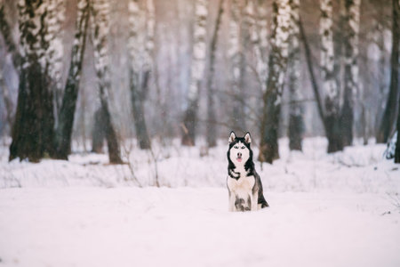 Siberian Husky Dog Sitting Outdoor In Snowy Field At Winter Dayの写真素材