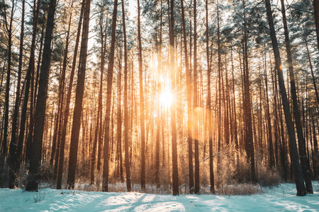 Beautiful Sunset Sunrise Sun Sunshine In Sunny Winter Snowy Coniferous Forestの写真素材